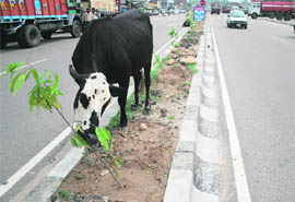 A cow eats a sapling on the Jammu-Pathankot National Highway.