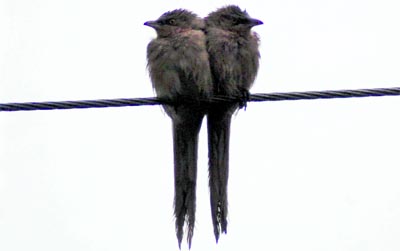 Temperature took a dip due to incessant rain over the past few days forcing birds to huddle together on a wire in Dehradun on Friday.