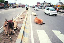 Stray cattle squatting on the road are a traffic hazard on the Jammu-Pathankot National Highway at Bari Brahmana in Samba district.