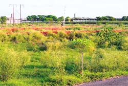A view of an area in Sangrur where an illegal colony has been planned 