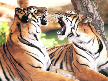 Killer Tigers of India takes viewers to the Sunderbans, one of the last enclaves where tigers hunt, kill and eat humans