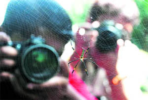 Photographers try to click a spider making its web in Dehradun on Monday. 