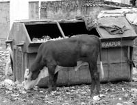 Garbage bins placed by the Zirakpur MC near Punjab water office on Wednesday