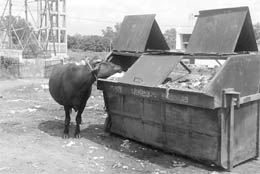 Garbage bins placed by the Zirakpur MC near Punjab water office on Wednesday