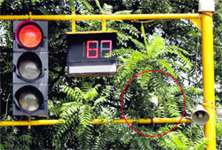 A CCTV camera (encircled) hidden behind boughs at the Kisan Bhawan roundabout