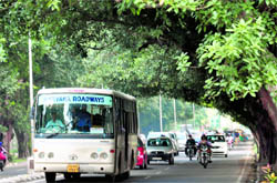 A bus avoids overgrown branches on the road separating Sectors 35 and 36 in Chandigarh