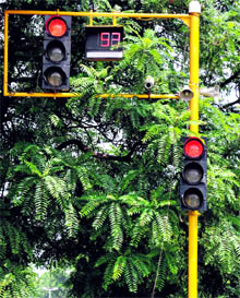 traffic lights covered by overgrown trees in Sector 17