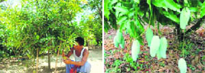 A mango plantation in Bahadrabad that employs the Meedo farming technique