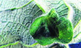 An infected cotton plant with curled leaves