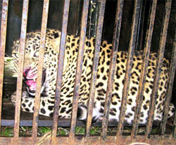 The leopard, who was captured by officials of the Wildlife Department at Puabo near Shimla, reacts after being caged on Thursday