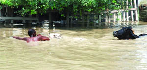 A man tries to rescue his cattle in the area.
