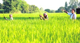 Farmers in a paddy field in Mohali.