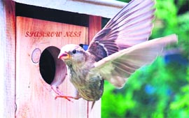 A bird at a sparrow nest in a house in Jalandhar.The nest has been supplied by the Dastak Welfare Council.
