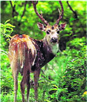 The area has been promoted as Askot Musk Deer Sanctuary by the state government 