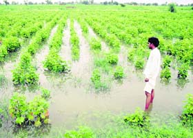 A farmer in a Sirsa village watches his cotton field under water