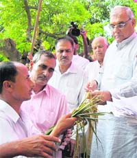 A villager shows a damaged paddy sapling in a village in Karnal