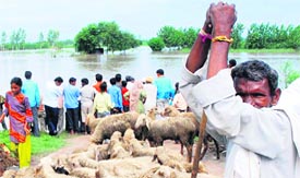 A shepherd looks for grazing field for his herd of sheep near Dera Sikligarh in Karnal.