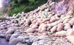 Bags of apple rot by the roadside due to shortage of trucks at Rohru on Tuesday