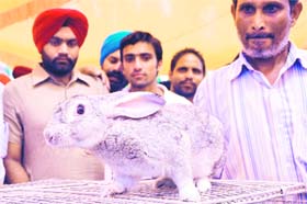 A hare of the Soviet Chinchala breed on display during the Pashu Palan Mela at GADVASU