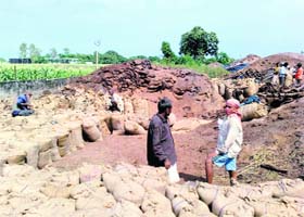 Rotten paddy lies in an open godown near the tehsil complex at Khamano