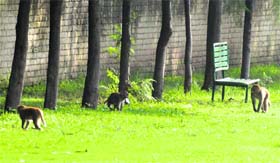 Monkeys have a field day at a park in Sector 27 of Chandigarh