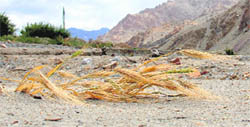 An agricultural field damaged due to flash floods in Leh