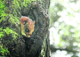 A flying fox rests in a tree hollow in Shimla.