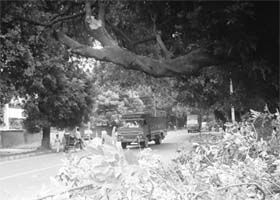 A branch of a broken tree on the road separating Phases II and IV in Mohali