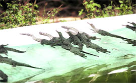 A file picture of newborn ghariyals at Chhatbir Zoo