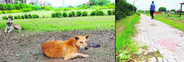 Stray dogs at a park in Sector 48, Chandigarh; and (right) a broken pavement in the park.