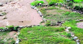 The standing crop damaged due to rise in the water level in the Aglar river.