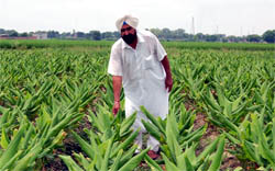 Progressive farmer Harjeevan Singh in his turmeric field at Rampura village in Bathinda district