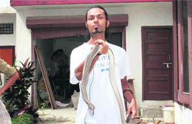 Arun Nimrani, member of EFFECT, an NGO, with a rat snake at Vasant Vihar in Dehradun on Tuesday.