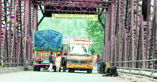 Stray animals squatting on the highway near Bhuntar (Kullu) are a traffic hazard
