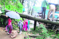 Municipal workers try to remove an uprooted tree that fell on a car