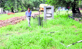 Wild growth in Sector 34 park, Chandigarh