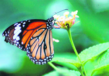 A butterfly is sucks nectar from a flower in Dehradun