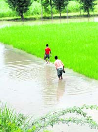 Youths make their way through a flooded field near Nabibabad in Indri, Karnal