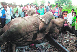 A speeding goods train hit the elephant herd while it was rescuing two calves trapped on the tracks near Binnaguri in Jalpaiguri district of West Bengal