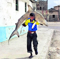 A Somali fisherman carries a shark on his shoulders to the market in Mogadishu on Thursday.