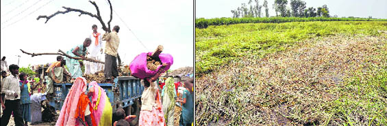 (Left) Residents of nearby villages download cowdung cakes, twigs and logs at Gangdaspur village for residents to cook their food; and (Right) destroyed crops in Laksar.