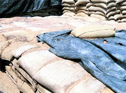 Bags of paddy lying on the premises of a rice mill in the Longowal area