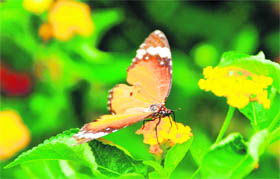 A butterfly on a flower makes for a pretty picture on a sunny afternoon