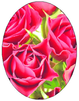 Roses that are meant for eating are grown without pesticides