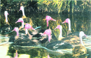 A flock of 11 pink-heads photographed by Salim Ali (1929)