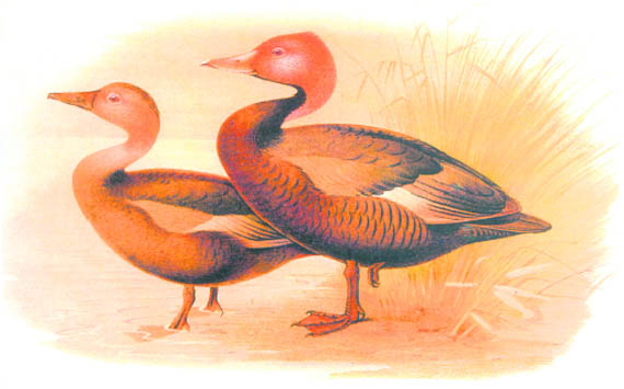 The pair of pink-headed ducks painted by H. Gronvold (1908) epitomises the drakes vernacular name Gulab Lal-Sira