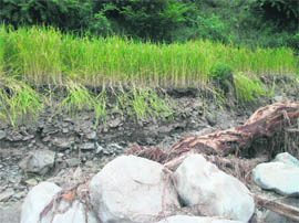 A field, a part of which has been washed away, at Thatyur division.