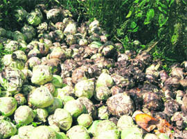 Cabbage produce rots in a field at Marad village in Jaunpur Block.