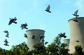 A flock of pigeons takes a flight near the Guru Nanak Dev Thermal Plant in Bathinda on a pleasant Monday afternoon