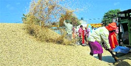 As weather turns normal, paddy procurement has picked up at New Grain Market in Karnal.